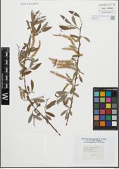 Foto von Salix fragilis L.
